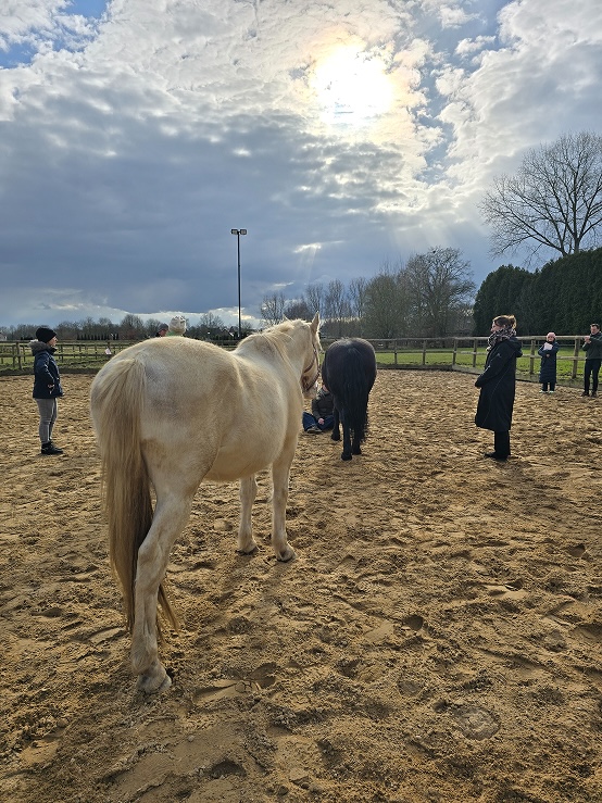Icoon Training en Coaching coachen met paarden verdieping