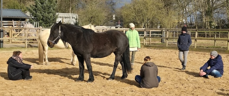 Icoon Training en Coaching verdieping met paarden systeemgericht