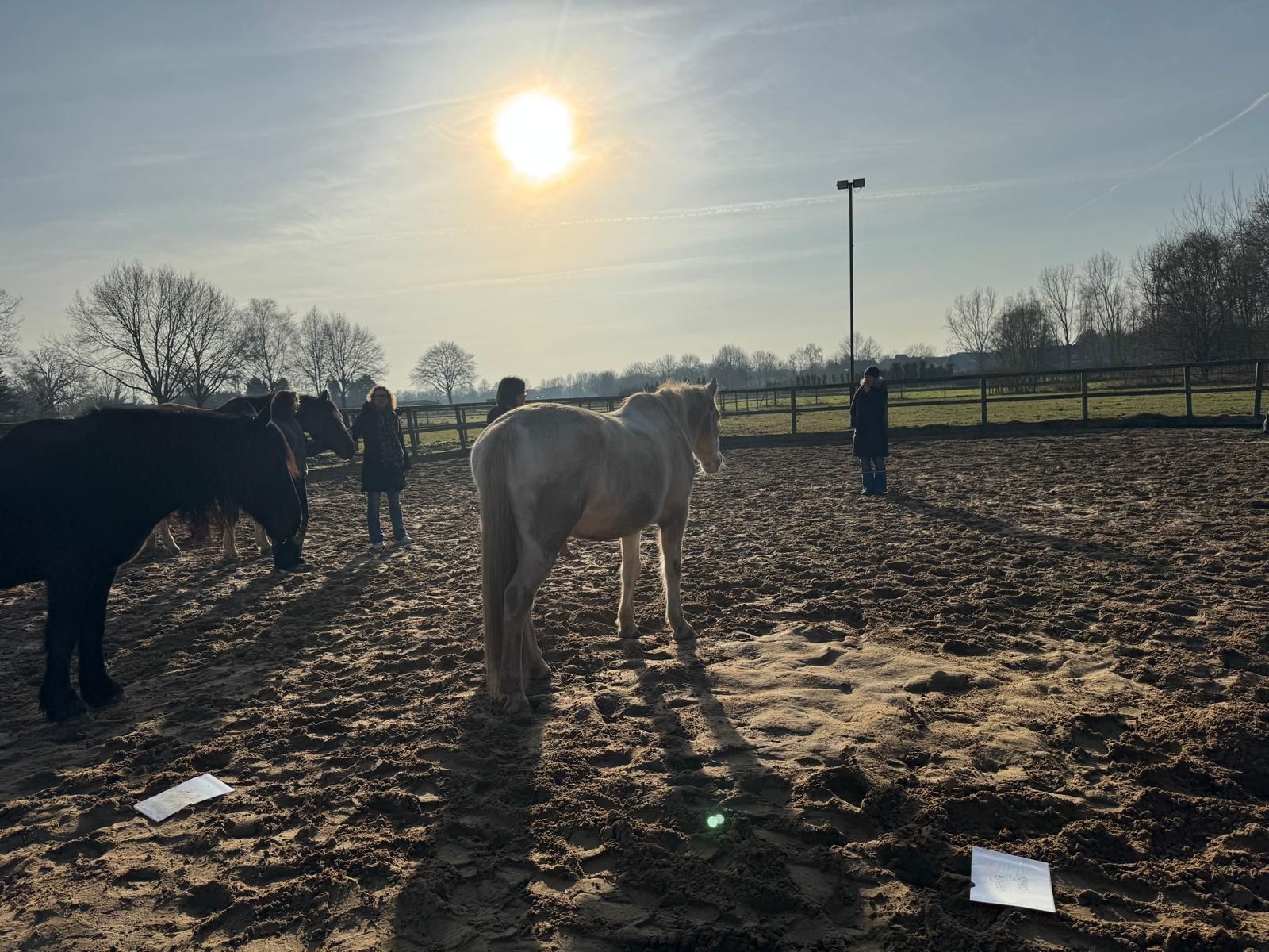 Systemisch Teamcoachen met de wijsheid van de kudde, zonder paard in de tuin